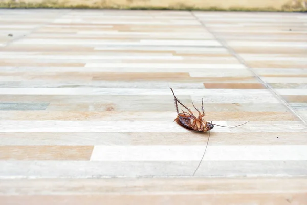 Satu kecoa mati menyeramkan di lantai dengan pembunuhan insektisida — Stok Foto