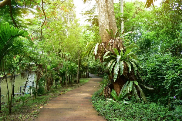 Sendero en la naturaleza verde del parque público de relajación a pie — Foto de Stock