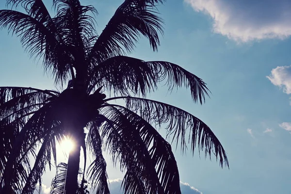Cocotero en la playa con luz solar en el cielo azul, silueta fotografía —  Fotos de Stock