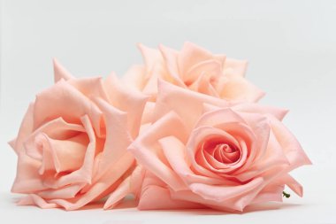 Beyaz arka planda izole edilmiş üç güzel çiçek altın rengi.