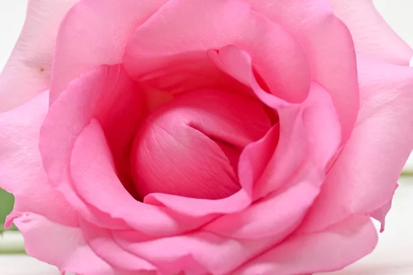 美しいピンクのバラの花、カップルの性的オーガズムの概念的なイメージ — ストック写真