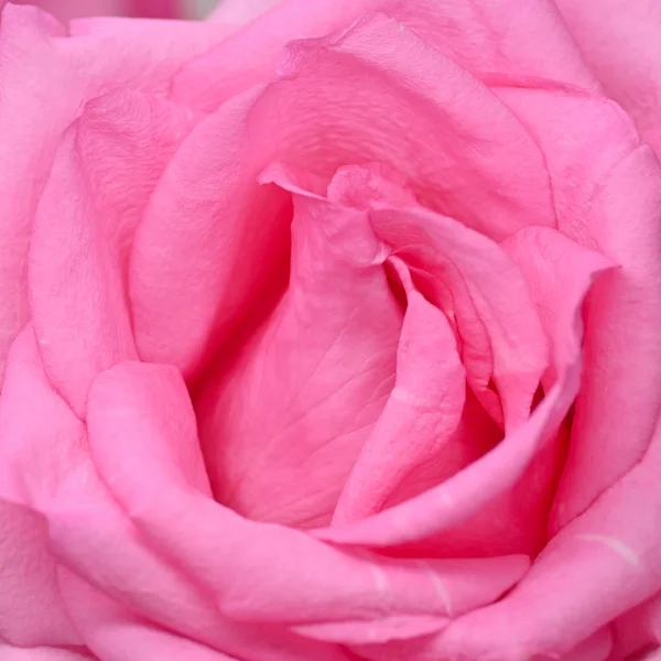 Rosa rosa fiore con rughe appassire petalo, immagine utilizzata per la cura della pelle di concetto di bellezza — Foto Stock