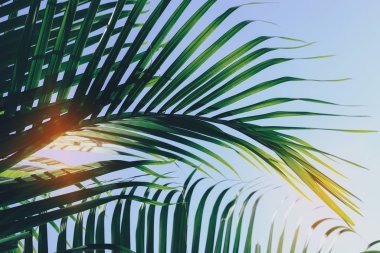 tropikal ağaç yeşil yaprak, doğa arka planda yaz