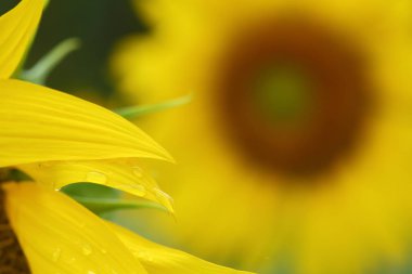 sarı çiçek yaprağı üzerinde su çiy damla, sabah açan güzel ayçiçeği