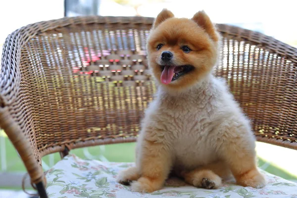 Mignon chien brun poméranien animal, pelucheux petit animal heureux sourire amical assis sur la chaise — Photo