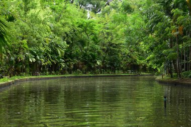 Sabahları küçük su gölü manzaralı bir parkın manzarası.