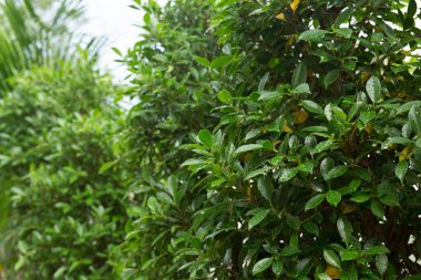 yağmur damlası yaprak yeşil doğası üzerine