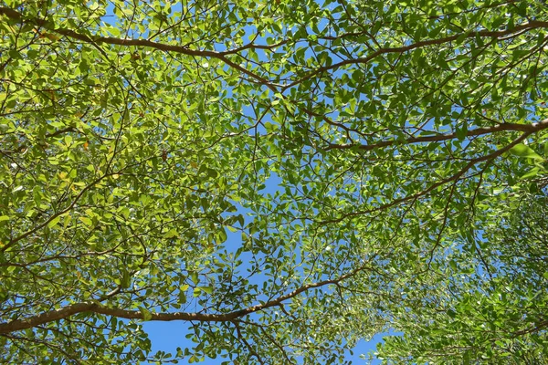 Zielony liść branchs dużego drzewa w przyrodzie — Zdjęcie stockowe