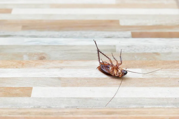一只令人毛骨悚然的蟑螂在地板上被杀虫剂杀死 — 图库照片