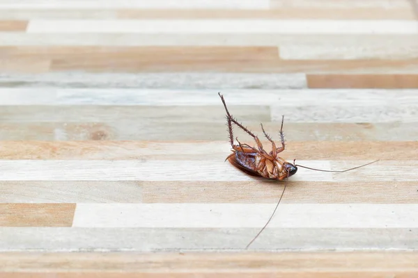 En läskig kackerlacka död på golvet med insekticid dödande — Stockfoto