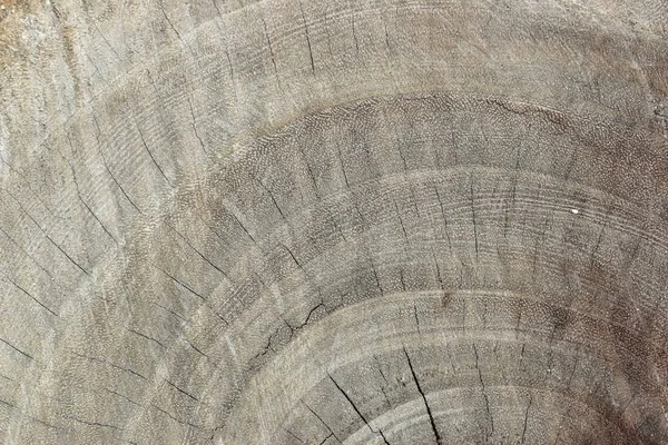 Καφέ ξύλο ξυλεία log υφή φόντο — Φωτογραφία Αρχείου
