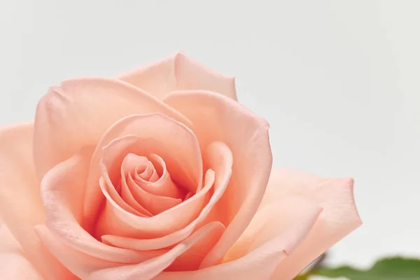 Única flor de beleza rosa flor de cor de ouro com forma de coração isolado no fundo branco — Fotografia de Stock