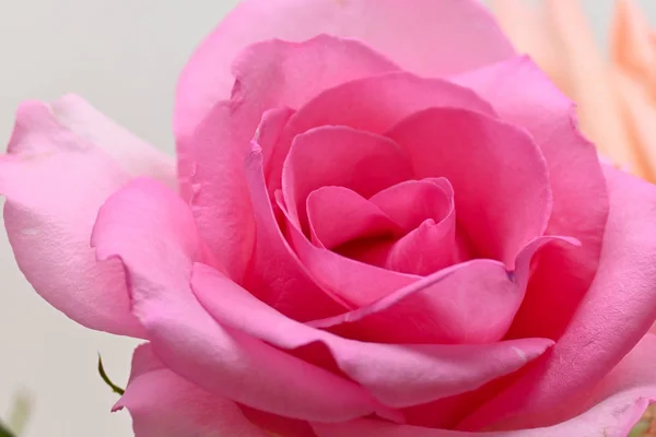 Rosa rosa rosa flor com pétala forma de coração bonito, imagem usada para o casamento romântico de fundo do amor — Fotografia de Stock