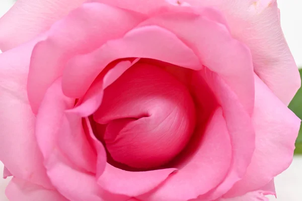 Beautiful pink rose flower, concept image of couple sexual orgasm — Stock Photo, Image