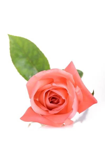 Belleza naranja rosa flor aislada sobre fondo blanco — Foto de Stock