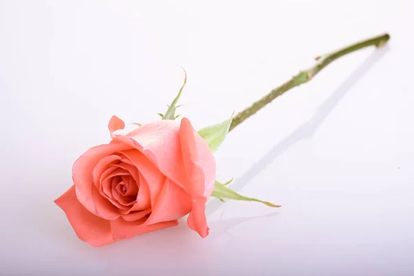 Rosa naranja flor aislada sobre fondo blanco —  Fotos de Stock