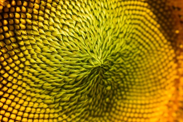 Flor padrão macro de flor de girassol florescendo de manhã — Fotografia de Stock