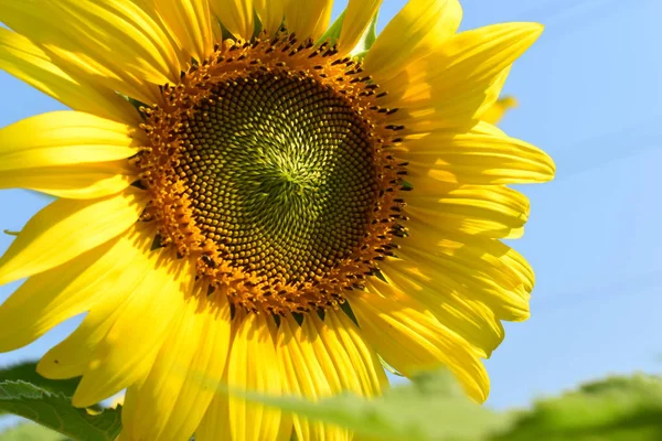 Hermosa flor, flor de girasol floreciendo en la mañana — Foto de Stock