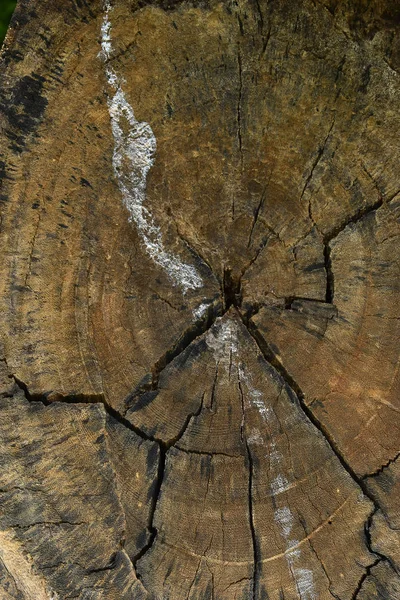 Трещина деревянного бревна, поврежденная деревом — стоковое фото