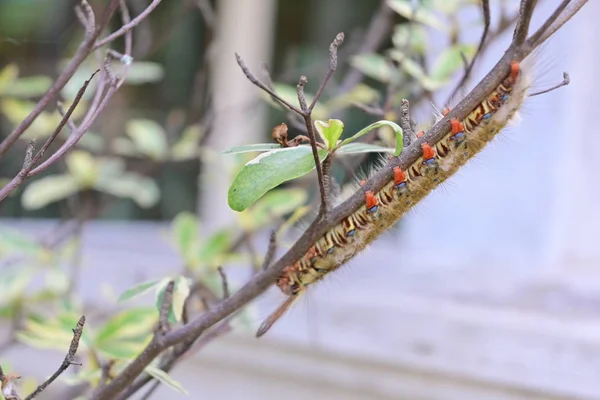 Small caterpillar animal on tree — Stock Photo, Image