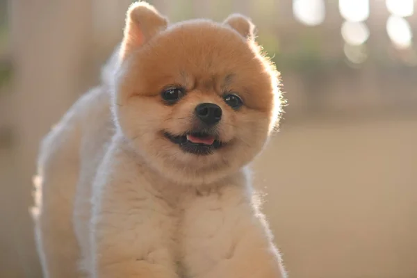 Pomeranian cão bonito animal de estimação feliz sorrindo pela manhã — Fotografia de Stock