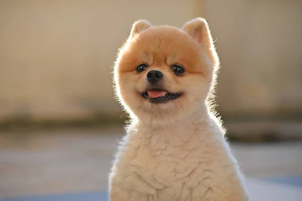 Perro pomerania linda mascota feliz sonriendo en la mañana —  Fotos de Stock