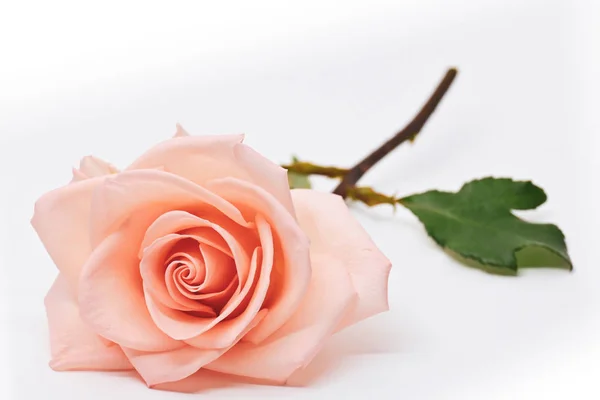 Flor de rosa naranja sola flor aislada sobre fondo blanco — Foto de Stock