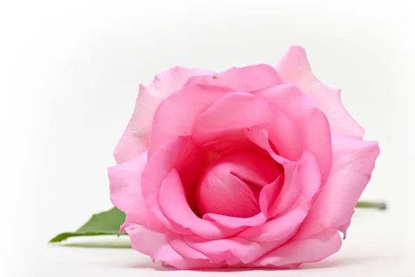 Bela rosa rosa flor isolada no fundo branco, imagem conceitual do casal orgasmo sexual — Fotografia de Stock