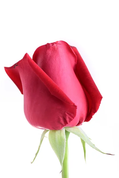 Fleur rose rouge isolée sur fond blanc — Photo