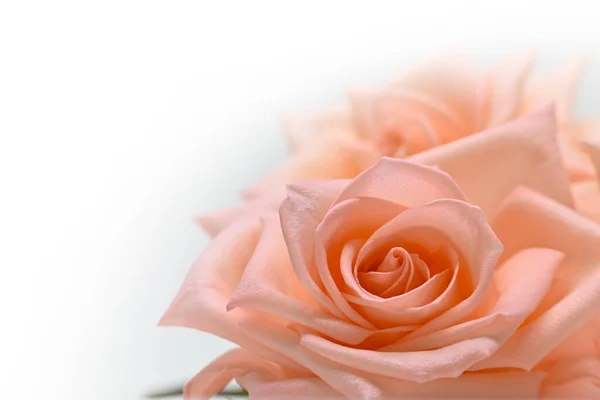 Primer plano hermoso pétalo de naranja rosa flor de oro sobre fondo blanco, imagen utilizada para el amor de boda concepto romántico — Foto de Stock