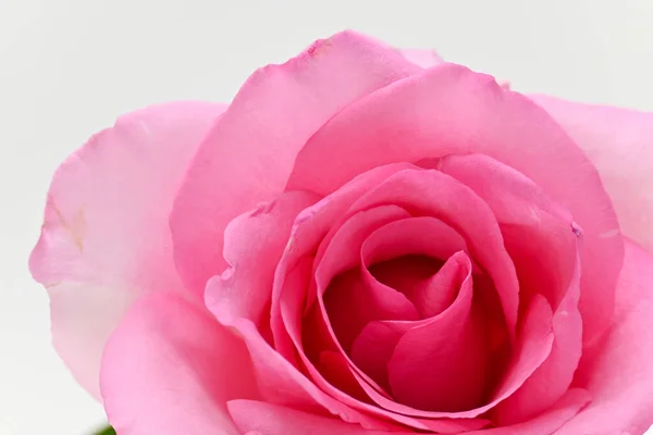 Primo piano petalo di bellezza rosa fiore di rosa fiore su sfondo bianco — Foto Stock