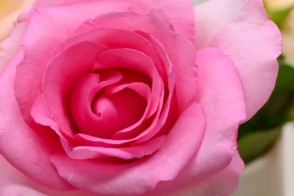 Rosa rosa rosa flor com pétala forma de coração bonito, imagem usada para o casamento romântico de fundo do amor — Fotografia de Stock