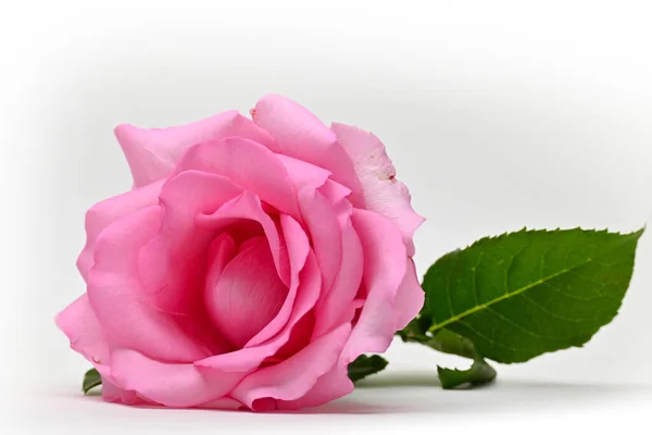 Beautiful pink rose flower isolated on white background, concept image of couple sexual orgasm — Stock Photo, Image