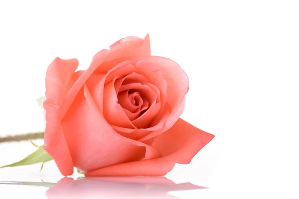 Rosa naranja flor aislada sobre fondo blanco —  Fotos de Stock