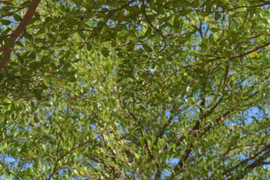 doğada büyük ağacın yeşil yaprak dalları