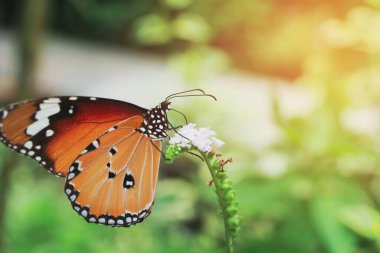 Güzel turuncu kelebek çiçek açmış sabah