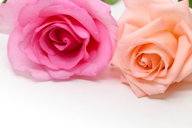 Güzel pembe ve turuncu gül çiçeği beyaz arkaplanda izole edilmiş.