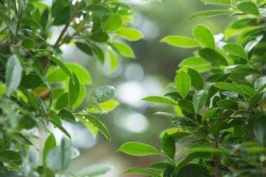 yağmur damla su doğa arka planda yeşil ışık bokeh ile ağaç yaprak üzerinde