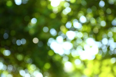 görüntü bulanıklığı yeşil doğa arka plan