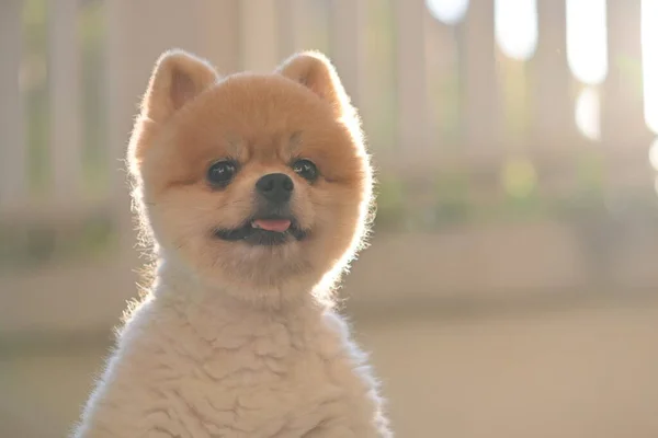 Pomeranian hond schattig huisdier gelukkig glimlachen in de ochtend — Stockfoto