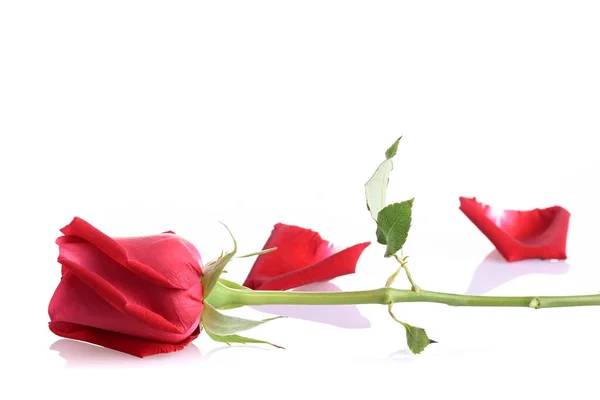 Czerwona róża kwiat izolowany na białym tle — Zdjęcie stockowe