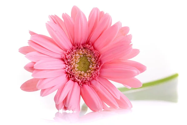 Rosa gerbera florescendo na primavera, bela única flor isolada no fundo branco — Fotografia de Stock