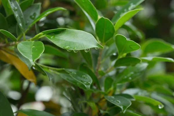 Kapka deště na přírody zelená listová — Stock fotografie