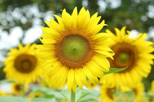 Sunflower blooming in nature garden — Stock Photo, Image