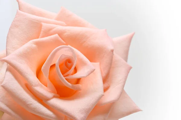 Detailní záběr krásný okvětní lístek oranžové růže zlatý květ na bílém pozadí, obraz použitý pro svatební láska romantický koncept — Stock fotografie