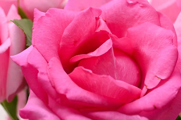 Rosa rosa flor con arruga marchita pétalo, imagen utilizada para el cuidado de la piel del concepto de belleza — Foto de Stock