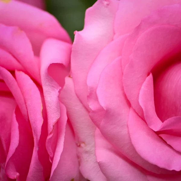 Rosa rosa fiore con rughe appassire petalo, immagine utilizzata per la cura della pelle di concetto di bellezza — Foto Stock