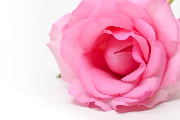 Красивый розовый цветок розы изолированы на белом фоне, концептуальное изображение пары сексуальный оргазм — стоковое фото