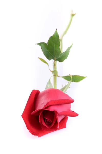 Red rose flower isolated on white background — Stock Photo, Image