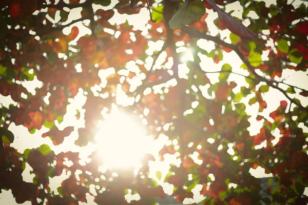 Vackert varmt ljus av solen på morgonen hösten, abstrakt oskärpa bokeh i naturen — Stockfoto
